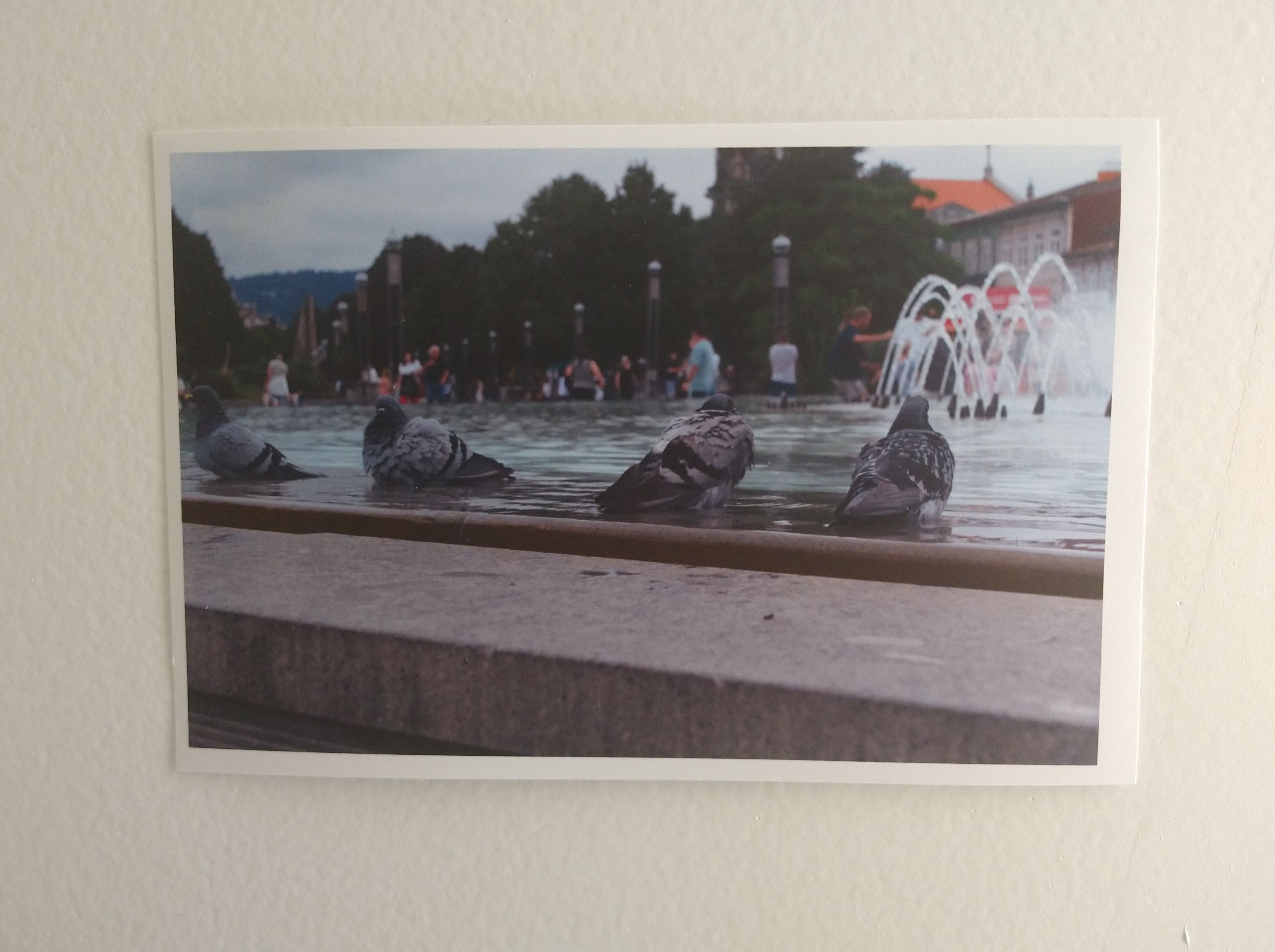 A picture of a printed photo, picturing four pigeons taking a bath in a fountain.