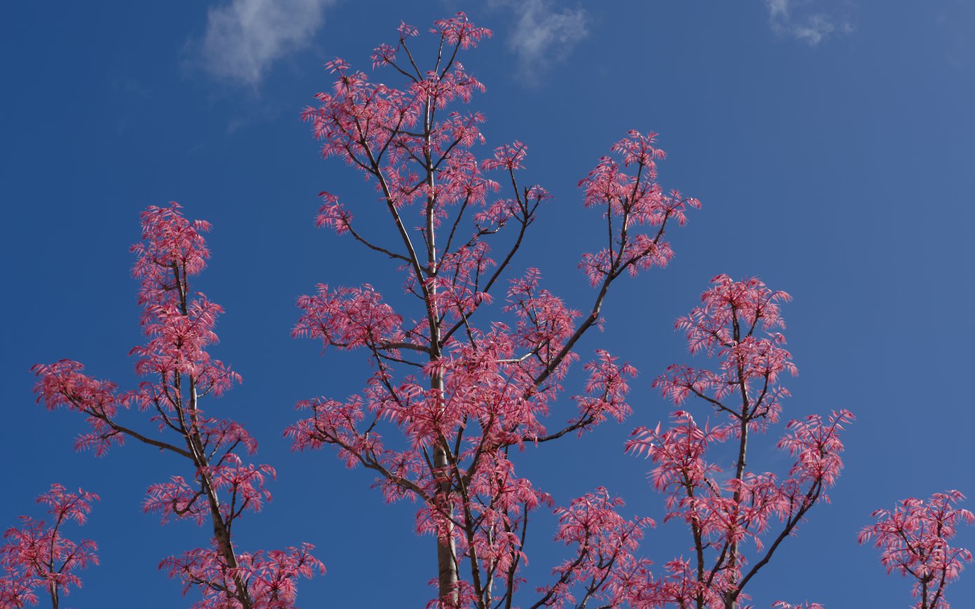 A picture of a Toona Sinensis, a tree with pink feather-like leaves.
